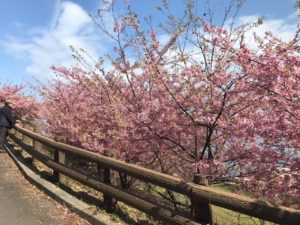 みとん今治,河津桜,大角海浜公園,花見,大角の鼻,スポット