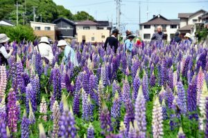 みとん今治,高橋,ルピナス,休耕田