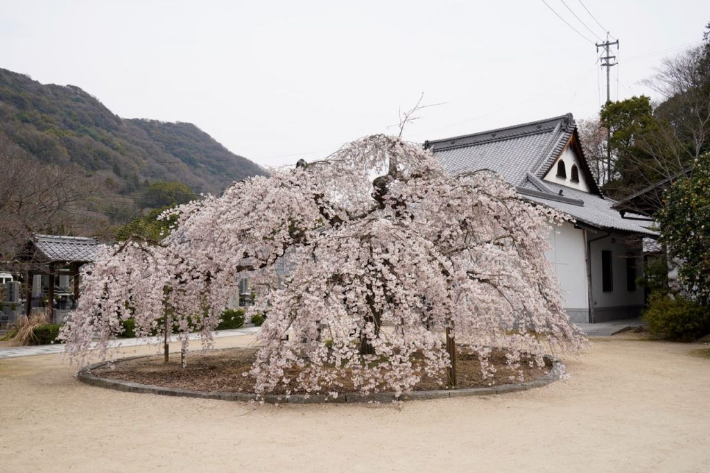 360度から見れる大三島のしだれ桜が見頃 3月26日撮影 みとん今治