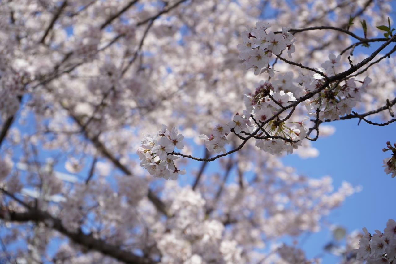 各地で桜が見頃に 気温も上昇し 散歩日和に 4月4日現在 みとん今治