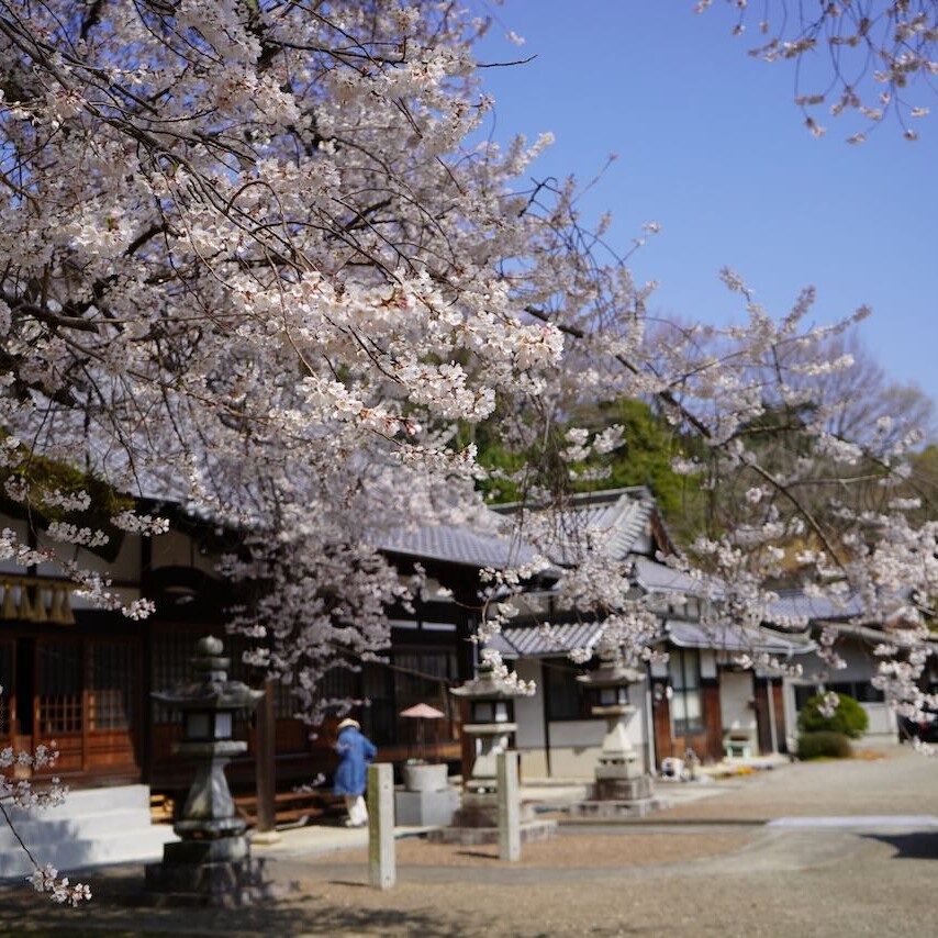 菊間の掌禅寺の金龍桜が見頃に。樹齢は約400年。この季節がやってき