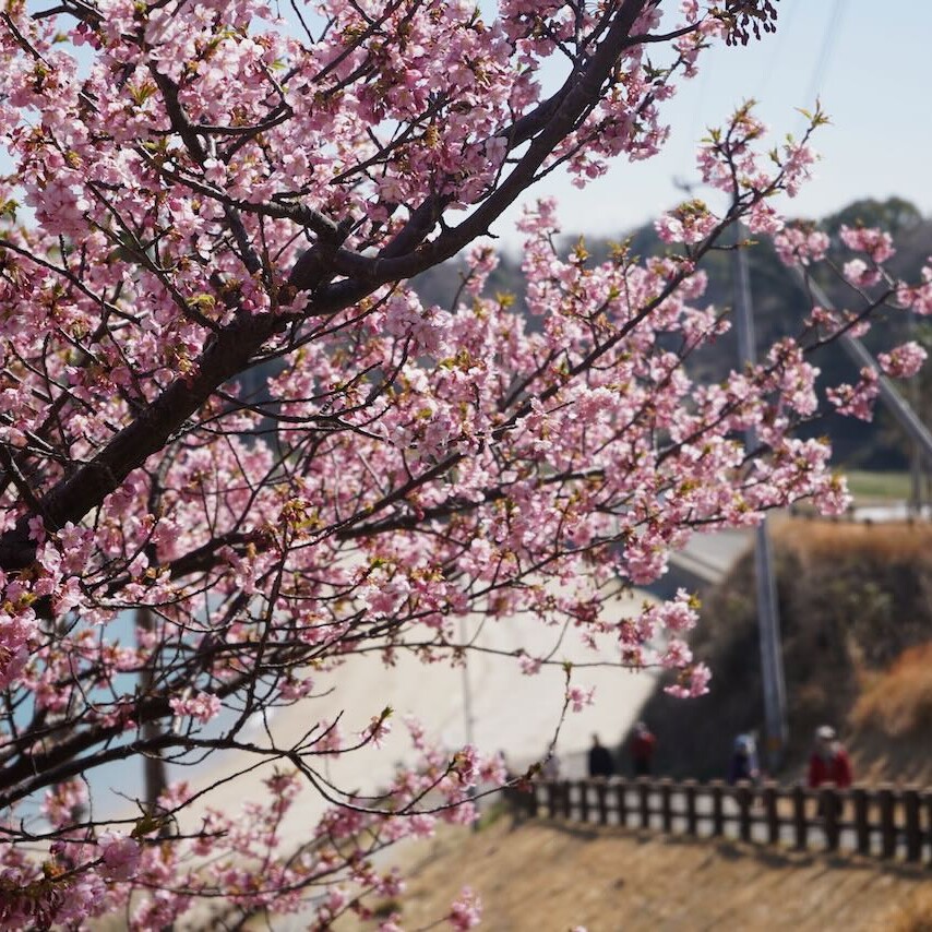 暖かくなり始め、自然に春の訪れ。色づき始めた大角海浜公園の河津桜が