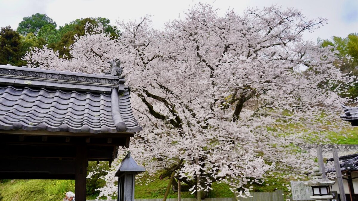 DSC08486-1200x675.jpeg