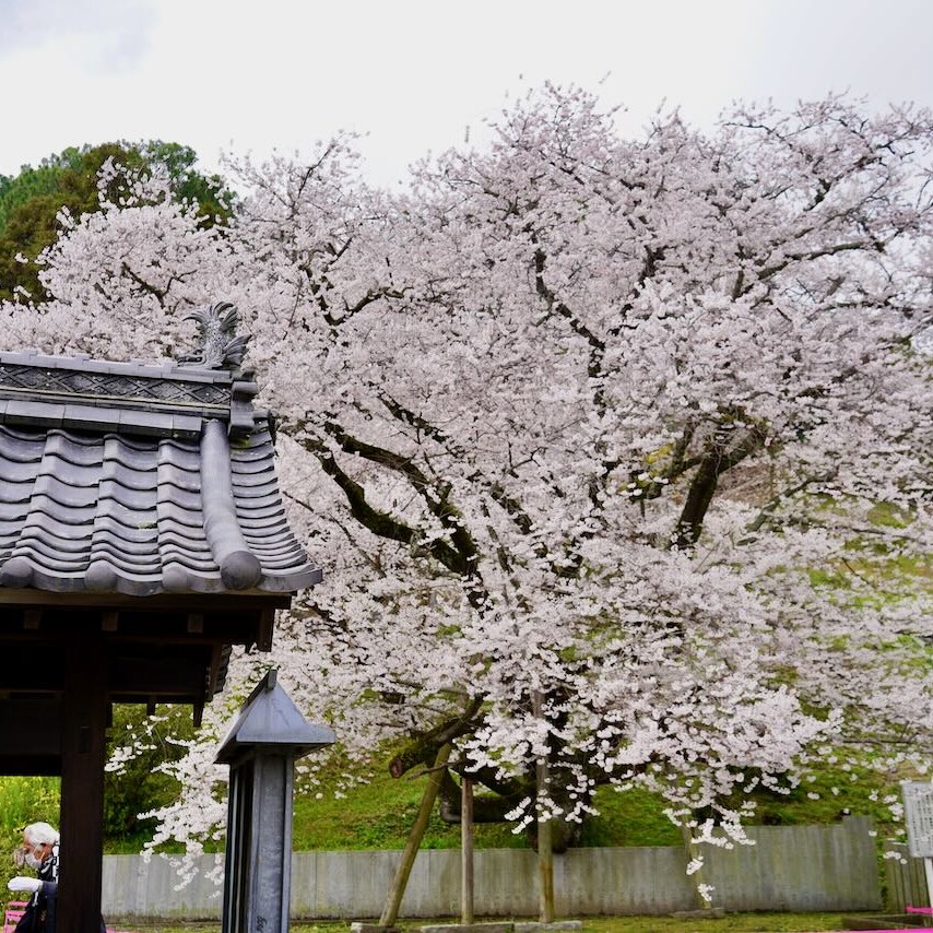 DSC08486-854x854.jpeg