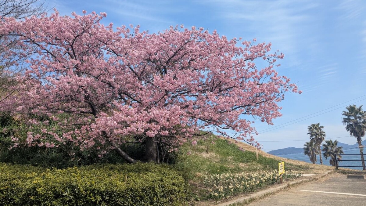 例年より少し遅めの大角海浜公園の河津桜が少しずつ見ごろに！春の訪れ