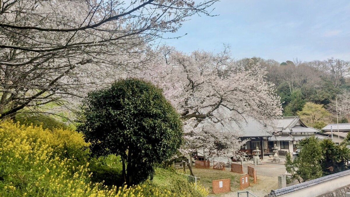 樹齢400年を超える金龍桜の満開が大迫力！菊間の掌禅寺で見ごろに！【3