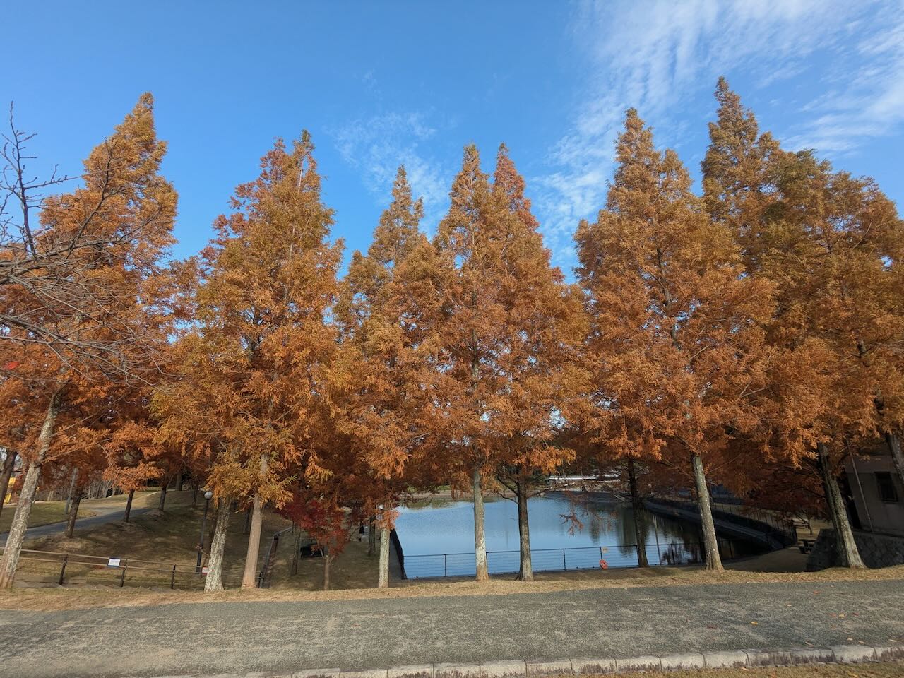 藤山公園 紅葉