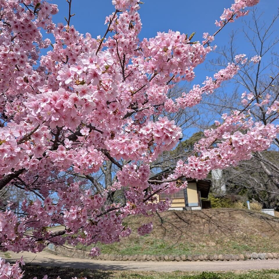 藤山健康文化公園で河津桜が満開に！蝋梅とともに今週末も楽しめる