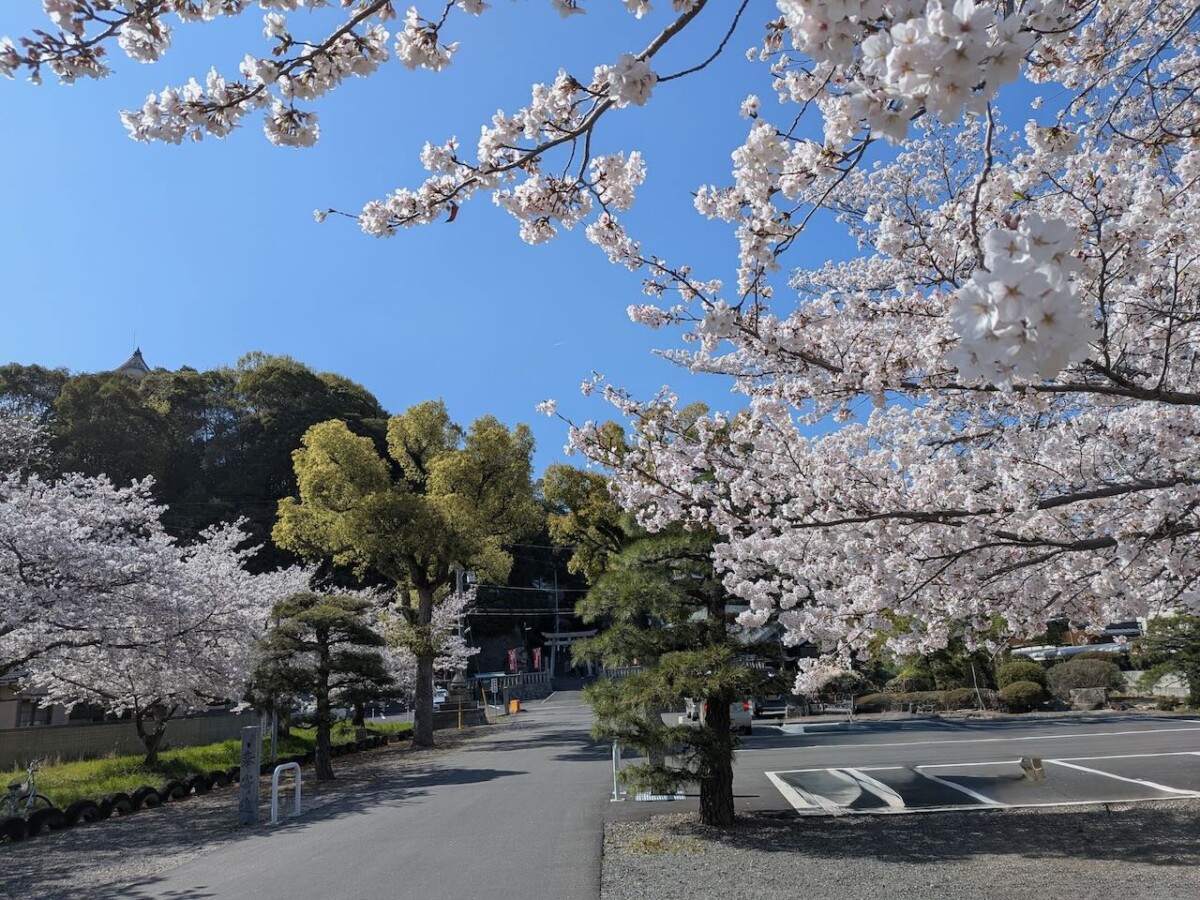 今治市内のおすすめ満開のお花見スポット！桜の開花状況2026＜市内中心